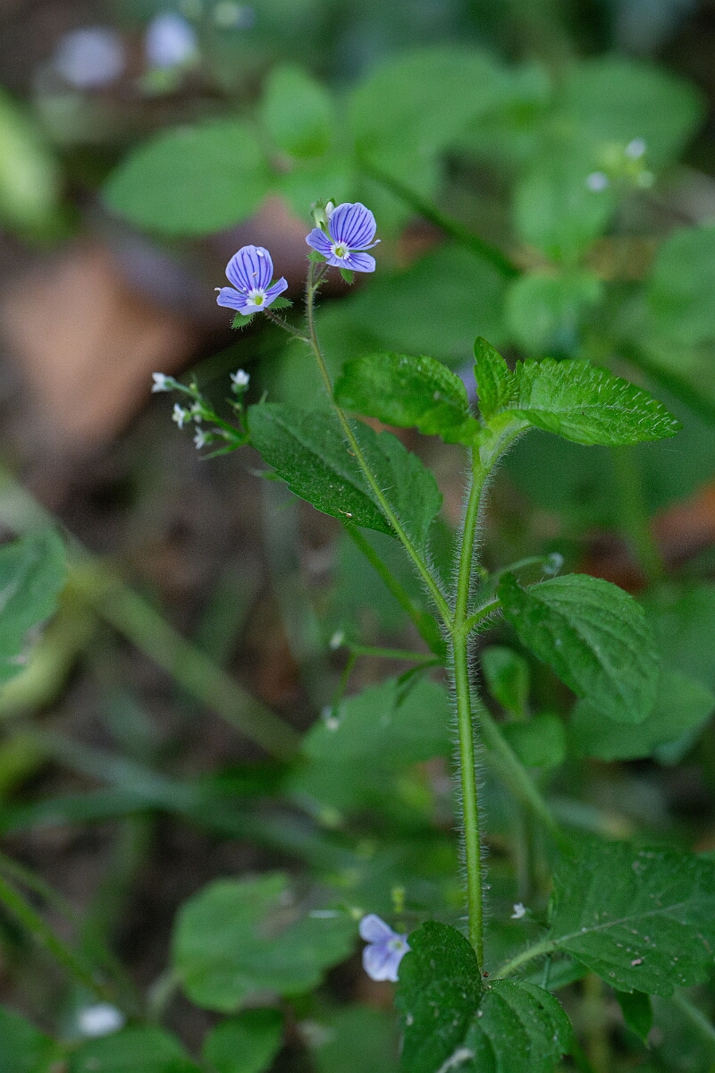 David Plant Photography - Wildlife Photography - Wood speedwell - C.jpg - Wood speedwell - Cornwall