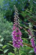 David Plant Photography - Wildlife Photographer - Foxglove - A