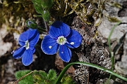 David Plant Photography - Wildlife Photographer - Germander speedwell - A