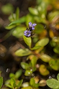 David Plant Photography - Wildlife Photography - Alpine speedwell - A