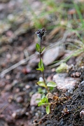 David Plant Photography - Wildlife Photography - Alpine speedwell - C