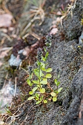 David Plant Photography - Wildlife Photography - Alpine speedwell - D