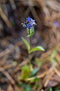 David Plant Photography - Wildlife Photography - Alpine speedwell - E
