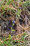 David Plant Photography - Wildlife Photography - Alpine speedwell - F