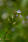 David Plant Photography - Wildlife Photography - Blue water-speedwell - B