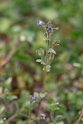 David Plant Photography - Wildlife Photography - Breckland speedwell - A