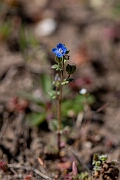 David Plant Photography - Wildlife Photography - Breckland speedwell - C
