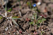 David Plant Photography - Wildlife Photography - Breckland speedwell - D