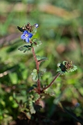 David Plant Photography - Wildlife Photography - Breckland speedwell - F