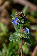 David Plant Photography - Wildlife Photography - Breckland speedwell - G