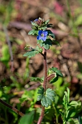 David Plant Photography - Wildlife Photography - Breckland speedwell - H