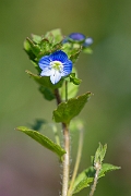 David Plant Photography - Wildlife Photography - Common field speedwell - A