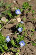 David Plant Photography - Wildlife Photography - Common field speedwell - C