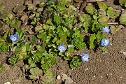 David Plant Photography - Wildlife Photography - Common field speedwell - D