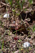 David Plant Photography - Wildlife Photography - Fingered speedwell - C