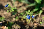 David Plant Photography - Wildlife Photography - Fingered speedwell - F