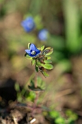 David Plant Photography - Wildlife Photography - Fingered speedwell - G