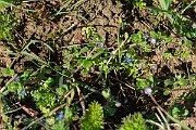 David Plant Photography - Wildlife Photography - Fingered speedwell - H