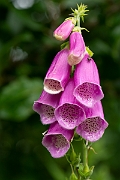 David Plant Photography - Wildlife Photography - Foxglove - B