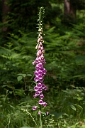 David Plant Photography - Wildlife Photography - Foxglove - C