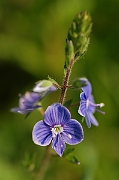 David Plant Photography - Wildlife Photography - Germander speedwell - B