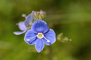 David Plant Photography - Wildlife Photography - Germander speedwell - C