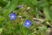 David Plant Photography - Wildlife Photography - Germander speedwell - D