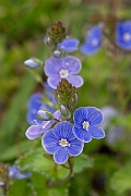 David Plant Photography - Wildlife Photography - Germander speedwell - E