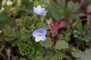 David Plant Photography - Wildlife Photography - Green field speedwell - A