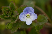 David Plant Photography - Wildlife Photography - Green field speedwell - B