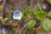 David Plant Photography - Wildlife Photography - Green field speedwell - D