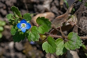 David Plant Photography - Wildlife Photography - Grey field speedwell - B