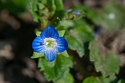 David Plant Photography - Wildlife Photography - Grey field speedwell - C
