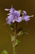 David Plant Photography - Wildlife Photography - Heath speedwell - A