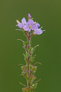 David Plant Photography - Wildlife Photography - Heath speedwell - B