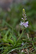 David Plant Photography - Wildlife Photography - Heath speedwell - C