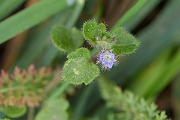 David Plant Photography - Wildlife Photography - Ivy-leaved speedwell - A