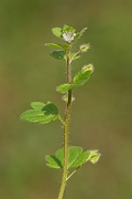 David Plant Photography - Wildlife Photography - Ivy-leaved speedwell - B