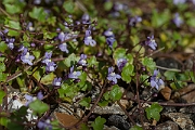 David Plant Photography - Wildlife Photography - Ivy-leaved toadflax - A