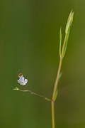 David Plant Photography - Wildlife Photography - Marsh speedwell - A