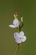 David Plant Photography - Wildlife Photography - Marsh speedwell - B