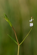 David Plant Photography - Wildlife Photography - Marsh speedwell - C
