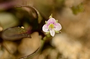 David Plant Photography - Wildlife Photography - Pink water speedwell - C
