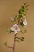 David Plant Photography - Wildlife Photography - Pink water speedwell - E