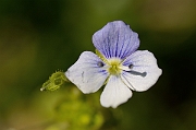 David Plant Photography - Wildlife Photography - Slender speedwell - A
