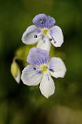 David Plant Photography - Wildlife Photography - Slender speedwell - B