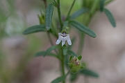 David Plant Photography - Wildlife Photography - Small toadflax - B