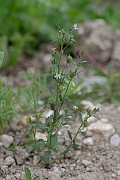 David Plant Photography - Wildlife Photography - Small toadflax - C