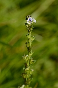 David Plant Photography - Wildlife Photography - Thyme-leaved speedwell - A