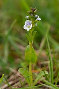 David Plant Photography - Wildlife Photography - Thyme-leaved speedwell - B